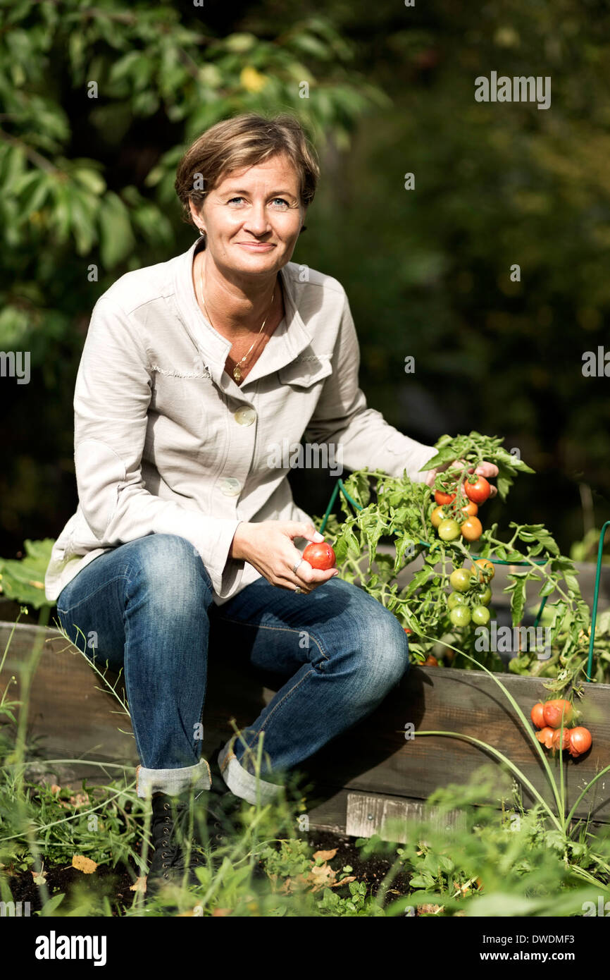 Portrait of mature woman harvesting tomatoes in garden Stock Photo - Alamy