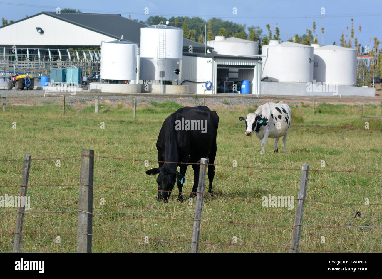 Milk Feeders Stock Photos Milk Feeders Stock Images Alamy