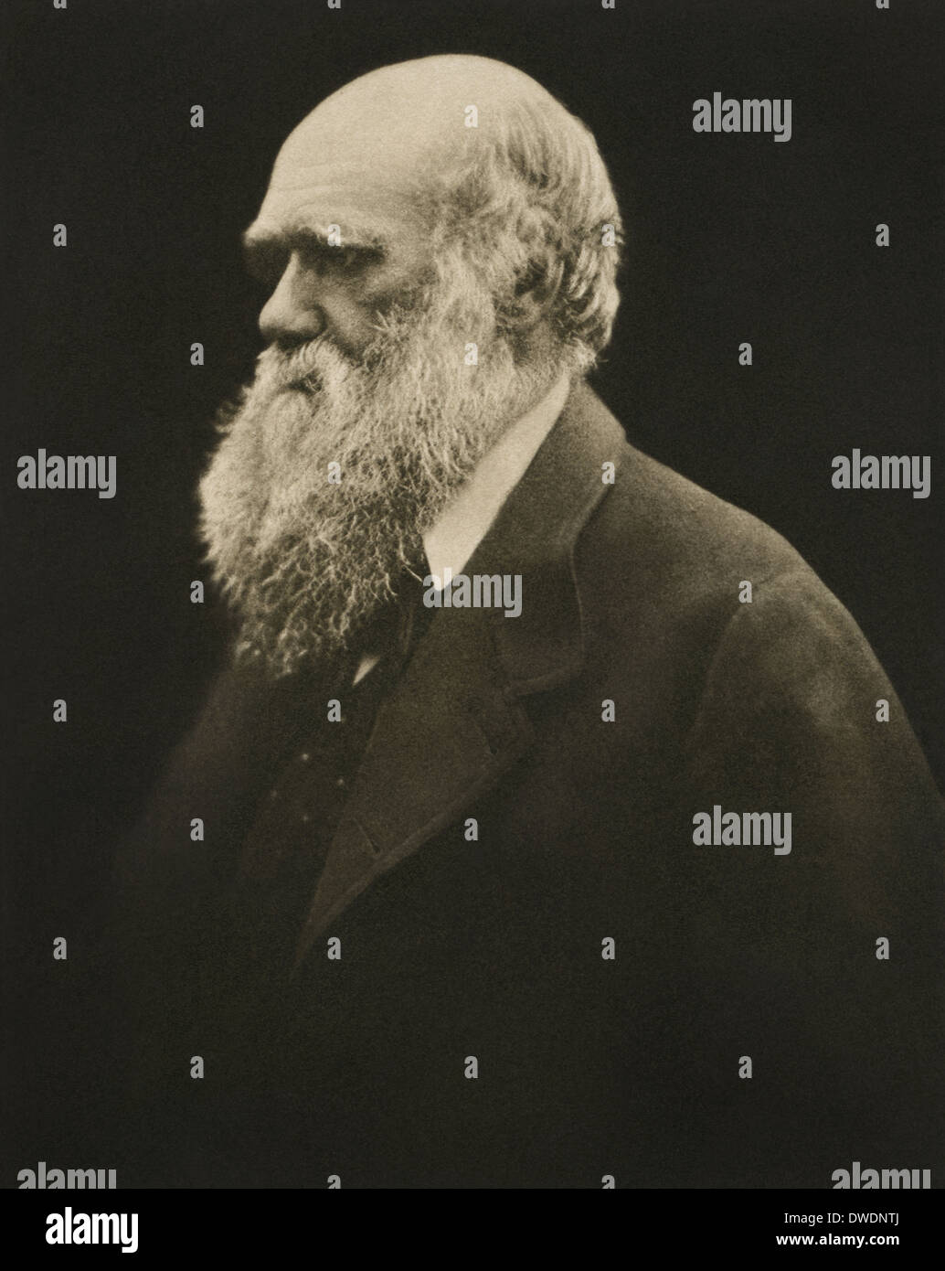 Charles Robert Darwin, the English naturalist, geologist, and evolutionary theorist, in a portrait by Julia Margaret Cameron. Stock Photo