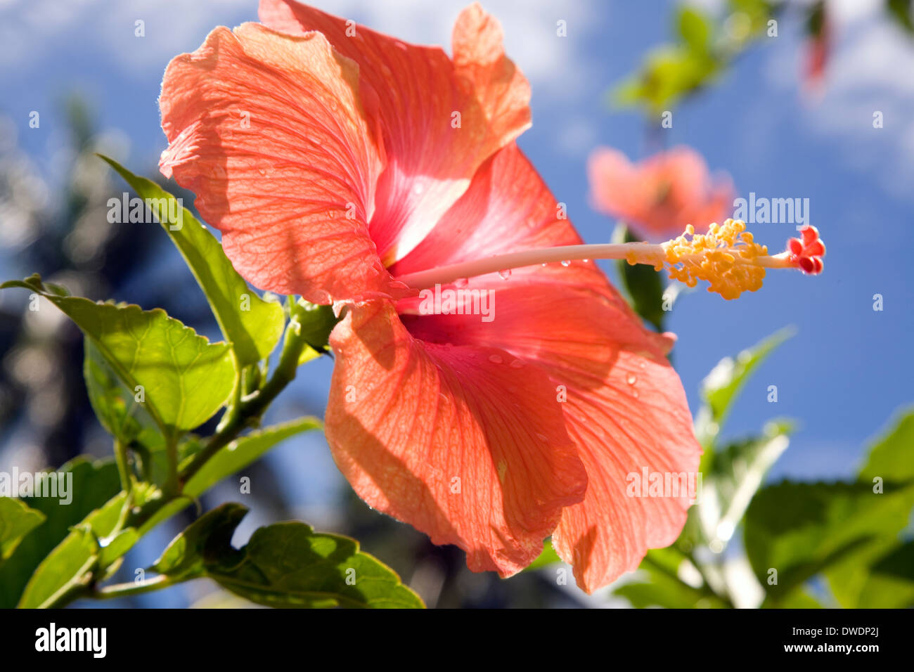 Hibiscus, Uepi Island, Marovo Lagoon, Solomon Islands. Stock Photo