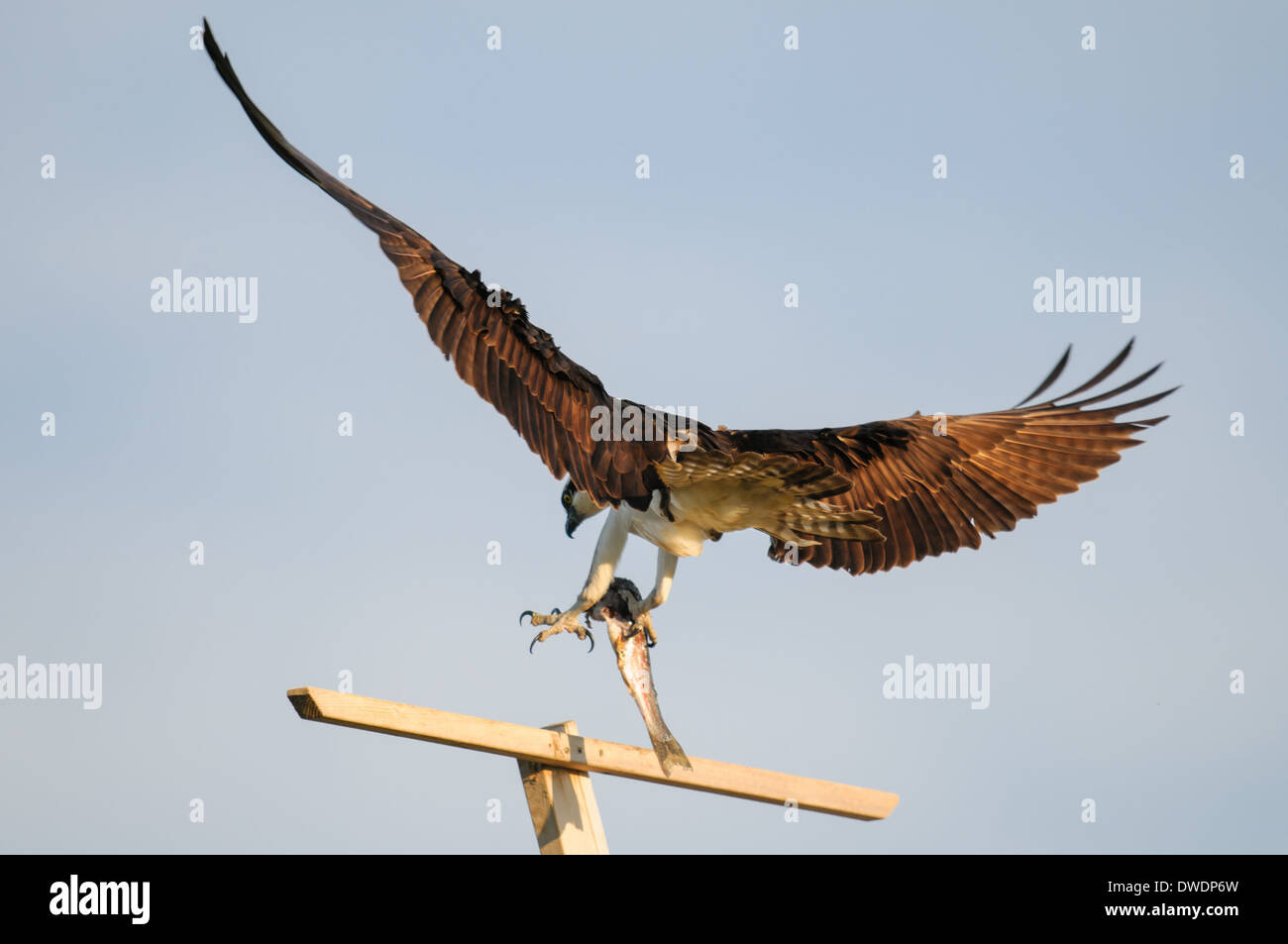 Osprey in flight with a fish, Alberta Canada Stock Photo