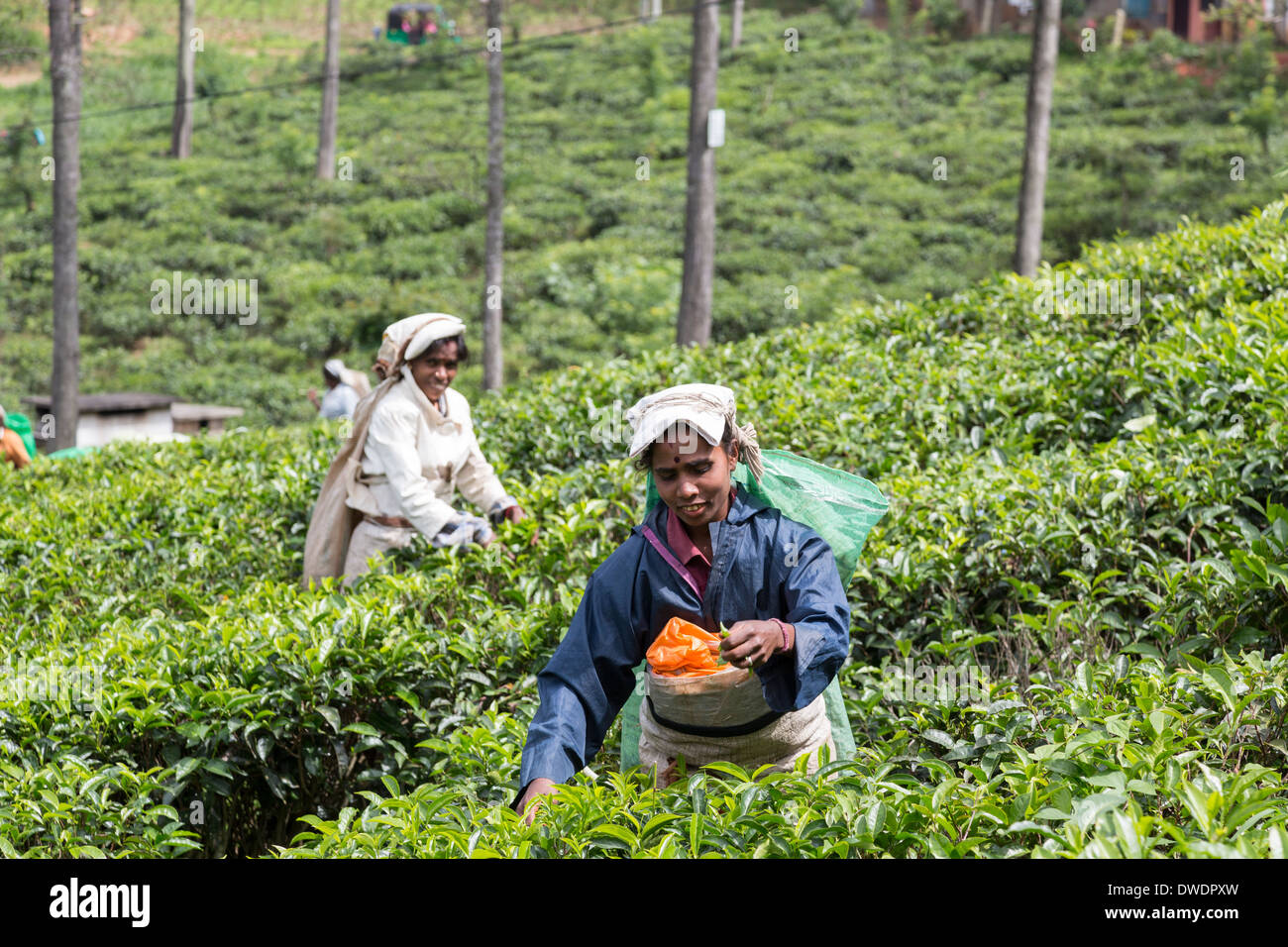 Sri Lanka, Ella, tea field, female tea pickers Stock Photo Alamy