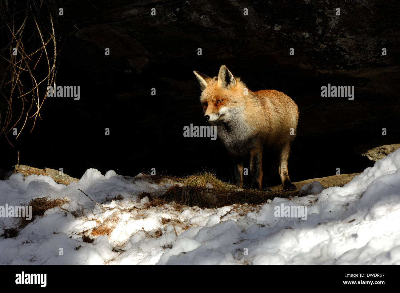 red fox in the snow ( Vulpes vulpes) In Gran Paradiso National Park,  winter, fox Stock Photo