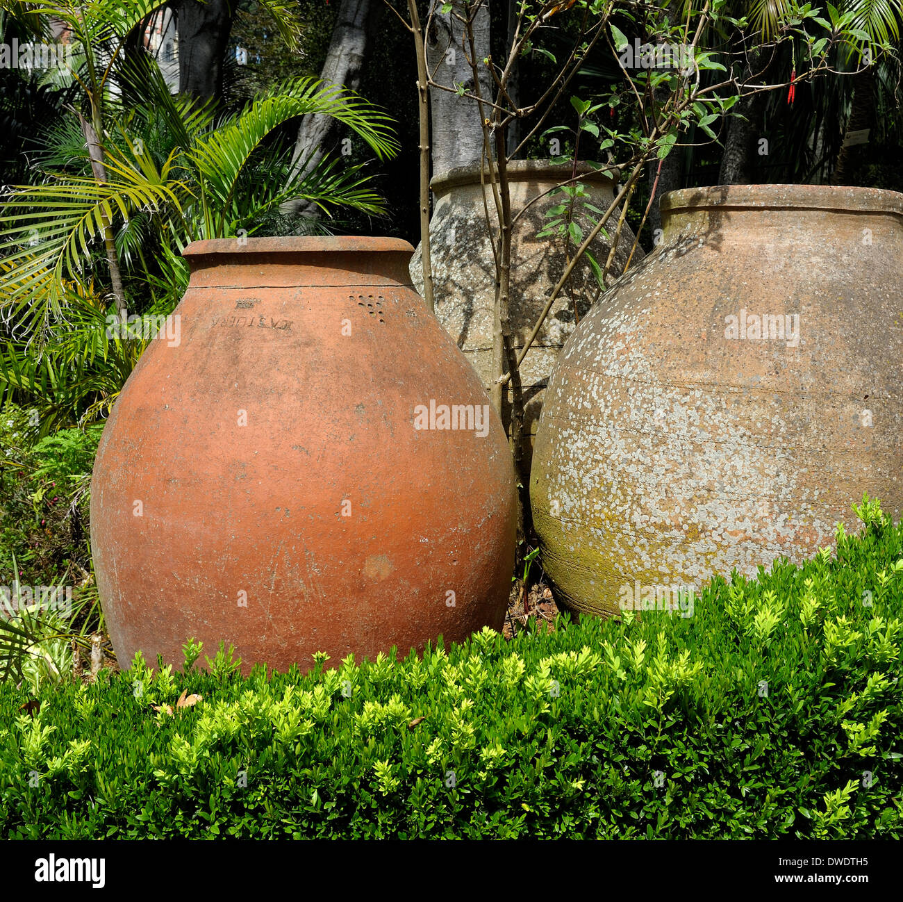 Funchal Madeira Monte palace tropical gardens large terracotta pots Stock  Photo - Alamy