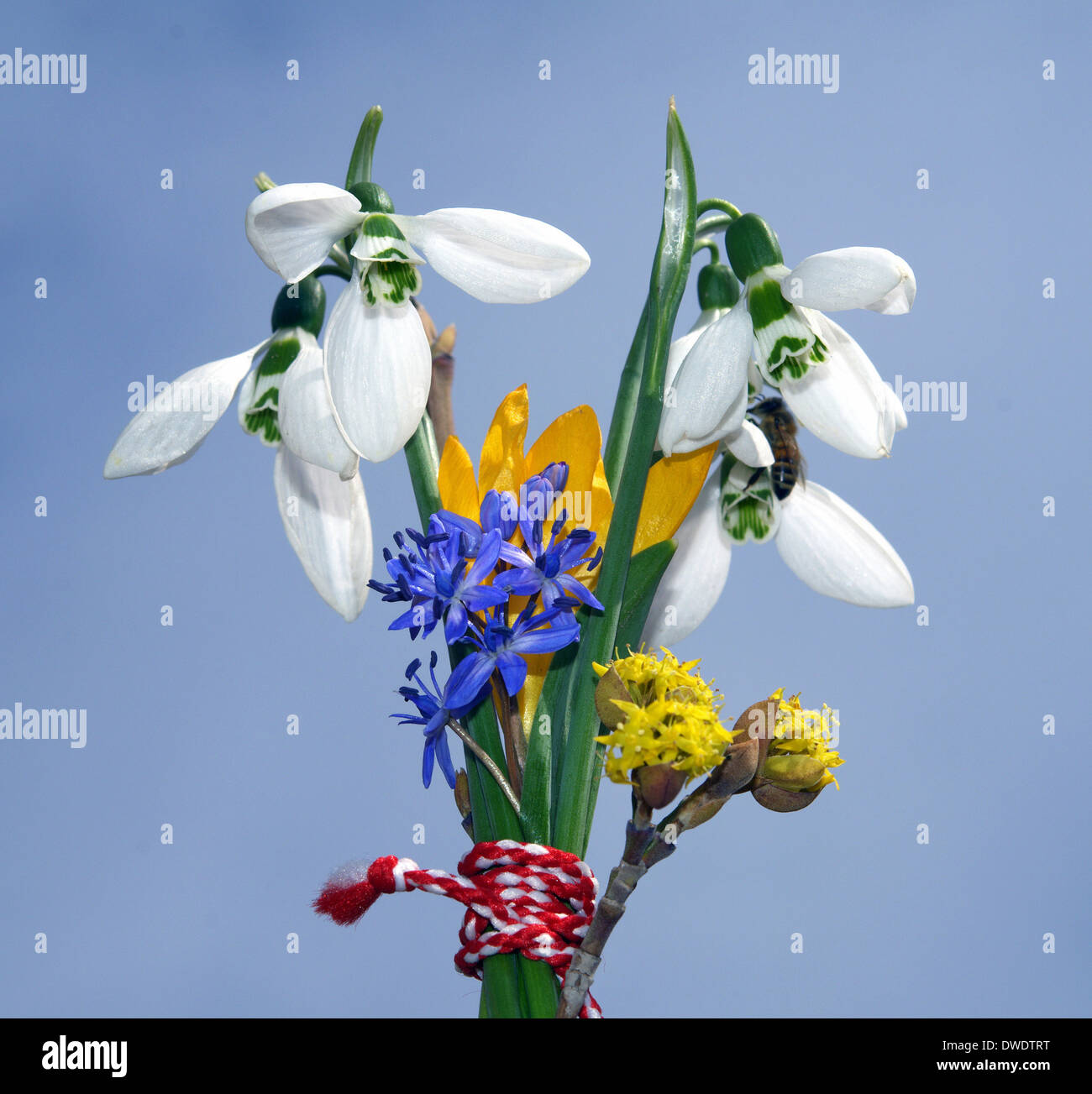 snowdrop and crocus ,squill,spring flowers tied with red thread on a blue background Stock Photo