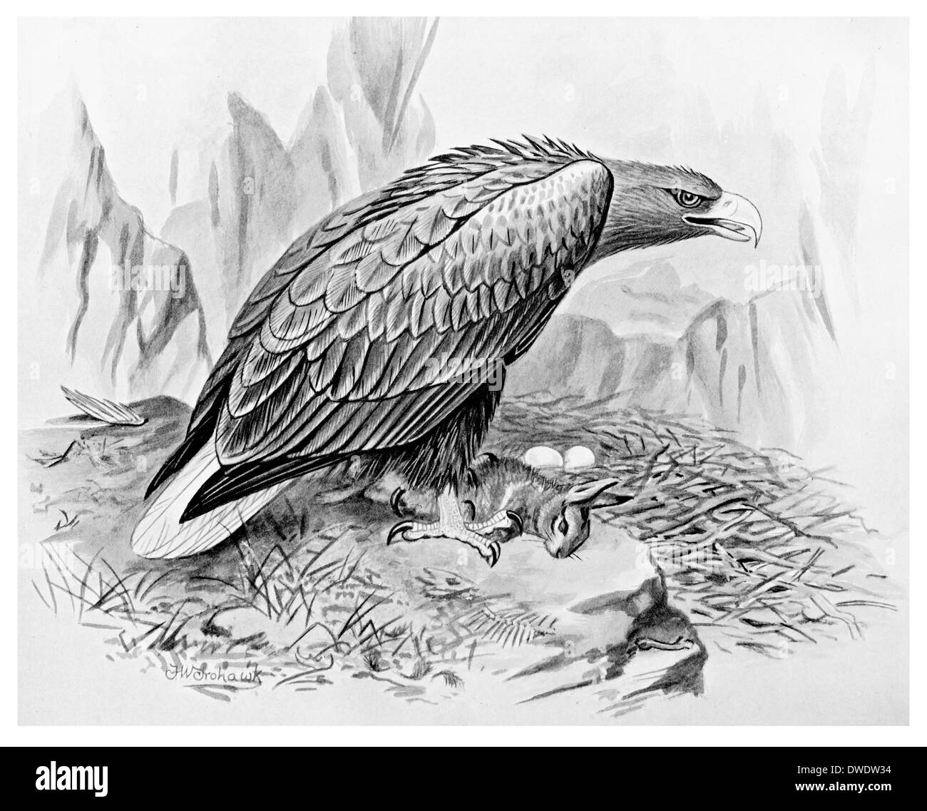 Eagle photograph Black and White Stock Photos & Images - Alamy