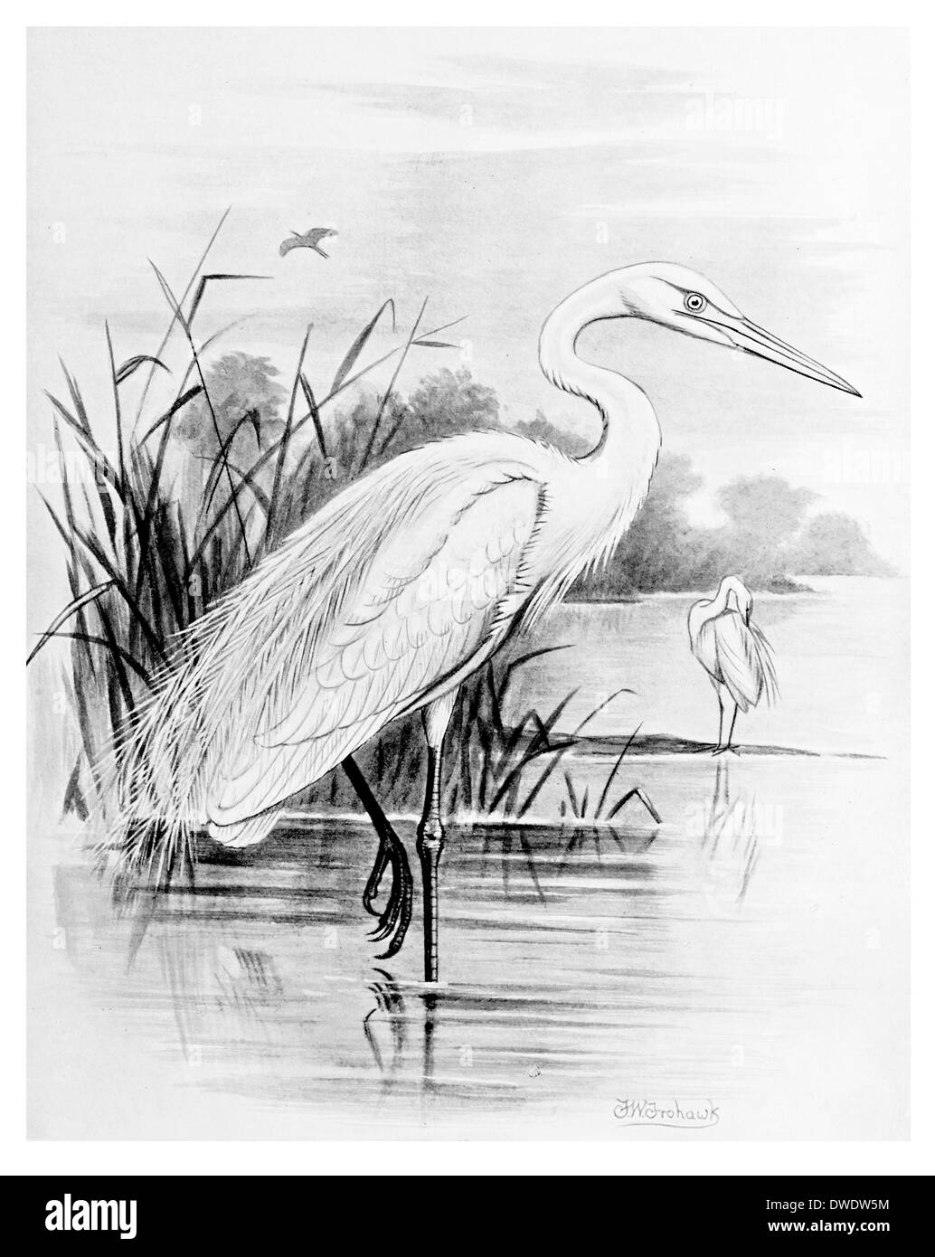 Great White Heron Stock Photo - Alamy