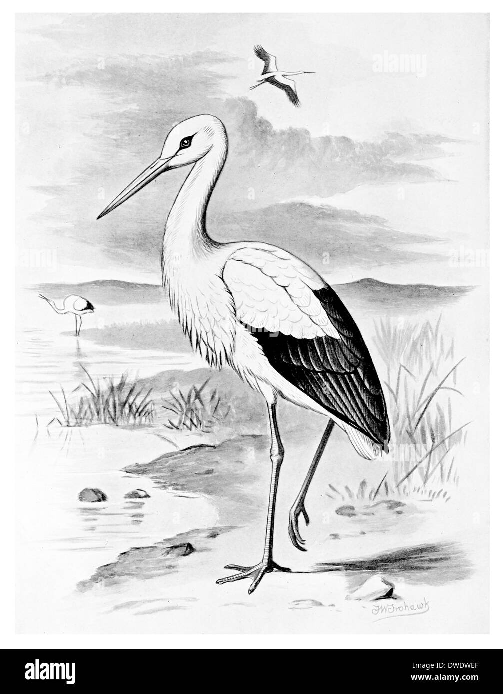Stork Sketch Vector Illustration. Hand Sketching a Stork for a Design. Stork,  Vector Sketch Illustration Stock Illustration - Illustration of bird,  plumage: 184873431