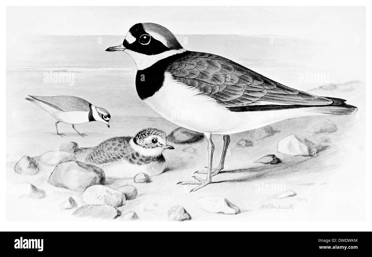 Common Ringed Plover Stock Photo Alamy