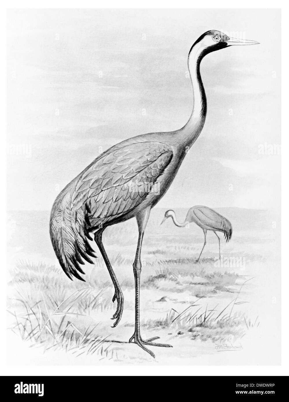 Crane fly eggs Cut Out Stock Images & Pictures Alamy