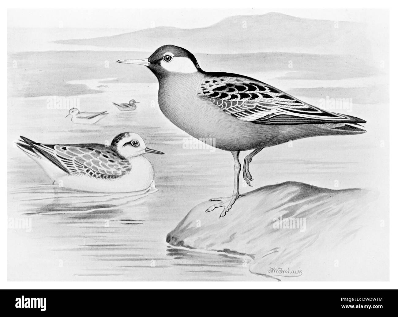 Autumn of spring Cut Out Stock Images & Pictures - Alamy