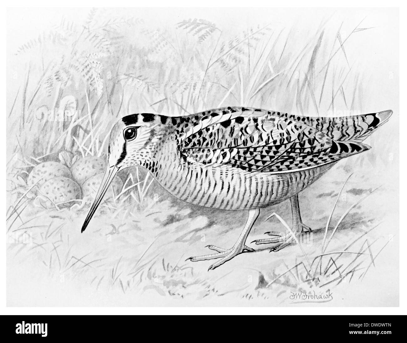 Woodcock drawing hi-res stock photography and images - Alamy