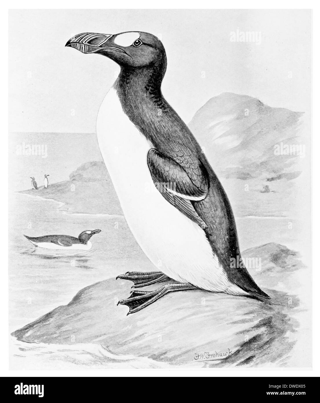 Great Auk Summer plumage From a Specimen caught on Papa Westra Island Orkneys in 1812 Stock Photo