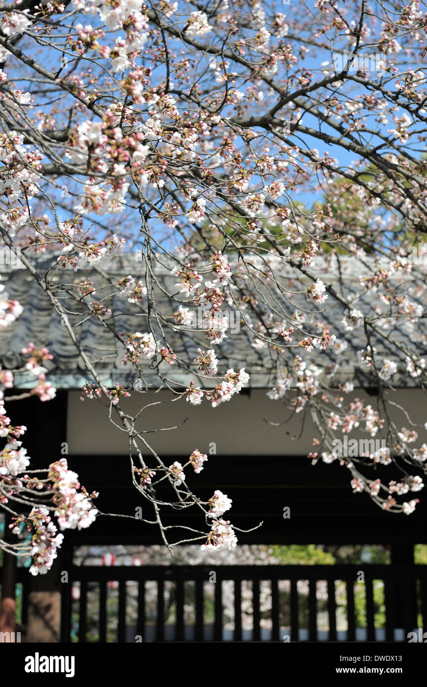 Castle gate. Japanese architecture and sakura cherry blossom in spring. Stock Photo