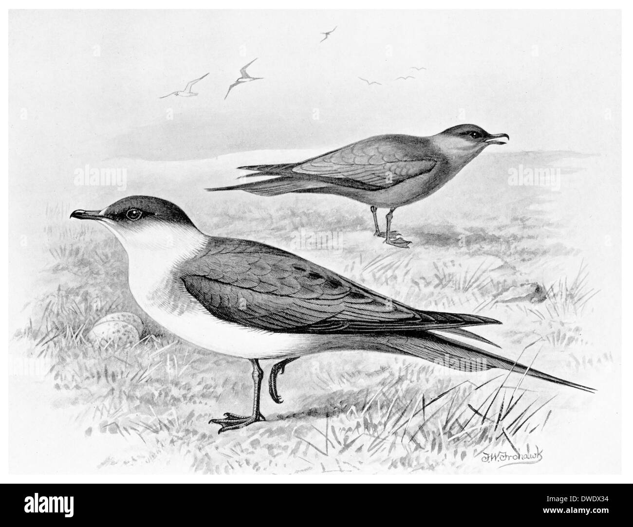 Richardsons skua hires stock photography and images Alamy