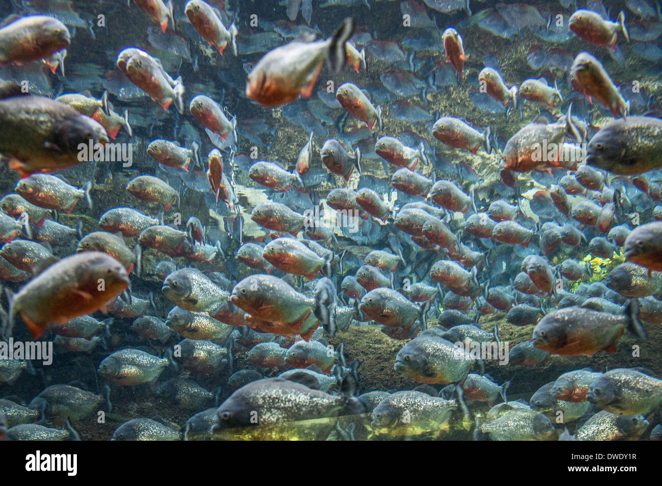 School of Piranhas Swimming Stock Photo