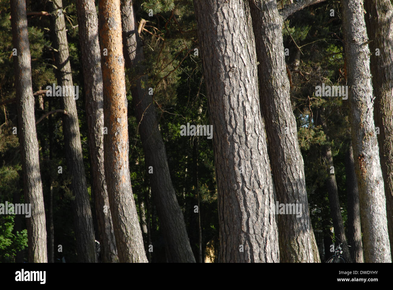 Trees design wallpaper hi-res stock photography and images - Alamy