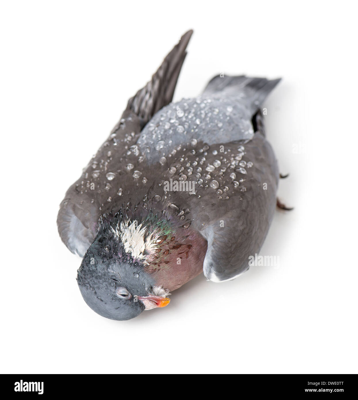 View from up high of a Dead Rock Pigeon covered with dew drops, Columba livia, in front of white background Stock Photo