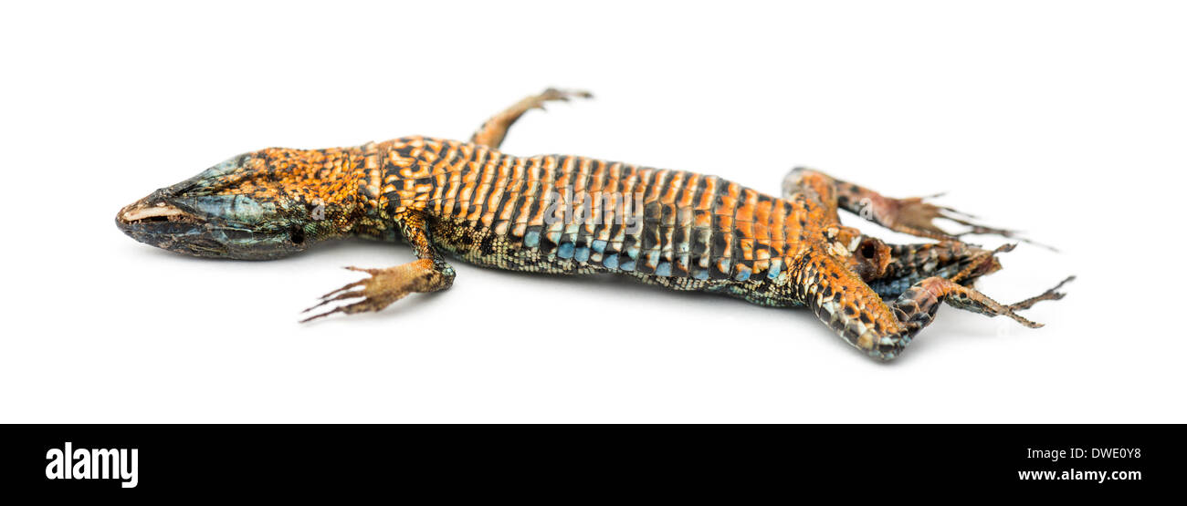 Dead Common wall lizard in state of decomposition, lying on its back, Podarcis muralis, in front of white background Stock Photo