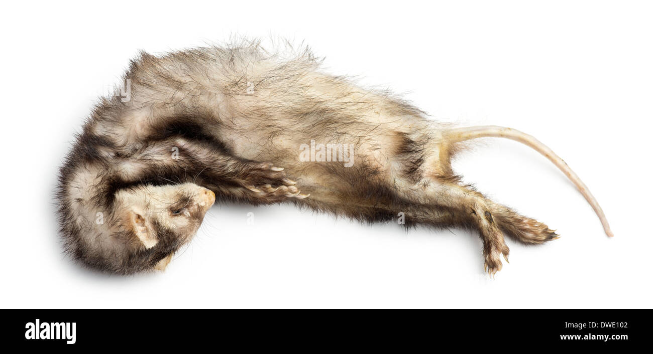 Dead Ferret, Mustela putorius furo, in front of white background Stock Photo Alamy