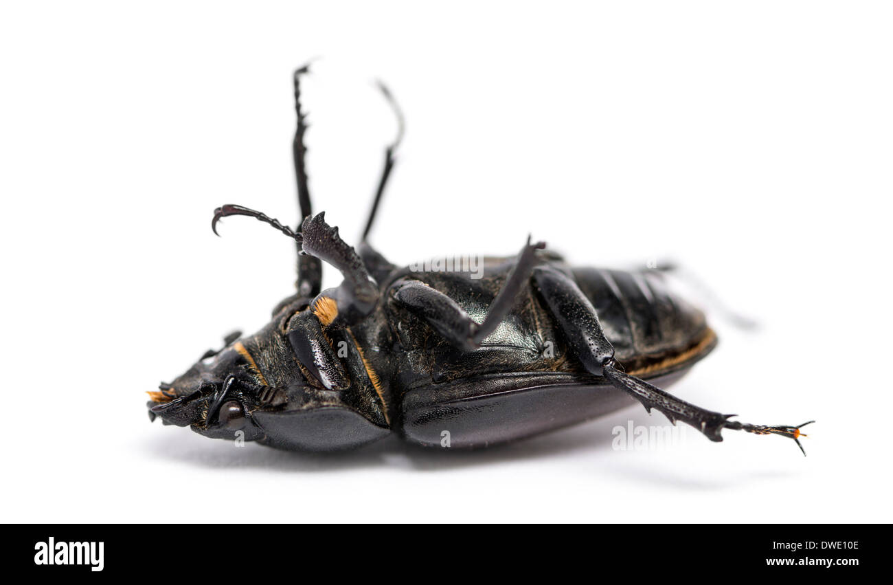 Dead Stag Beetle lying on its back, Lucanus cervus, in front of white background Stock Photo
