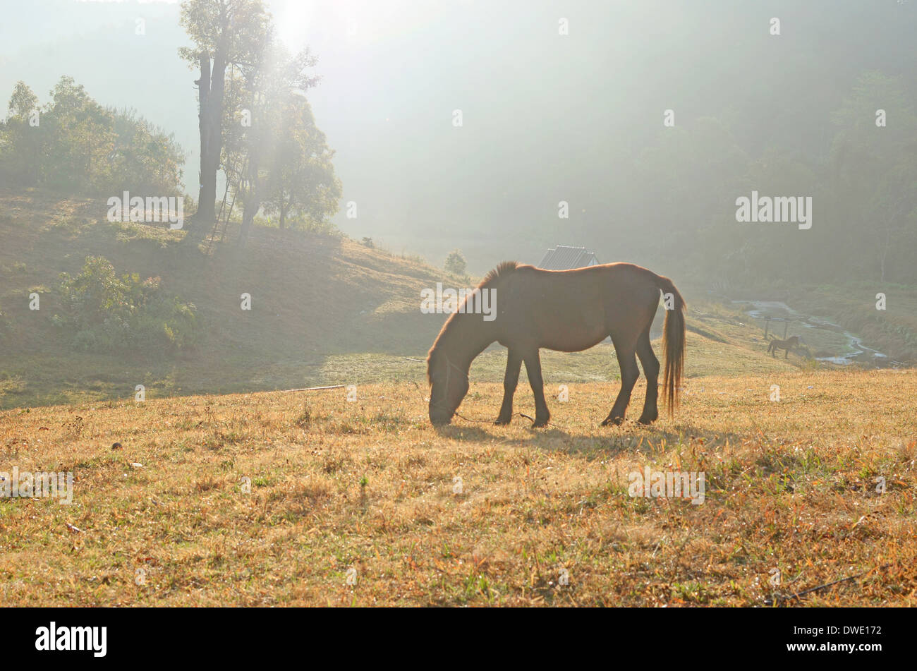 horses on morning mountain pasture Stock Photo