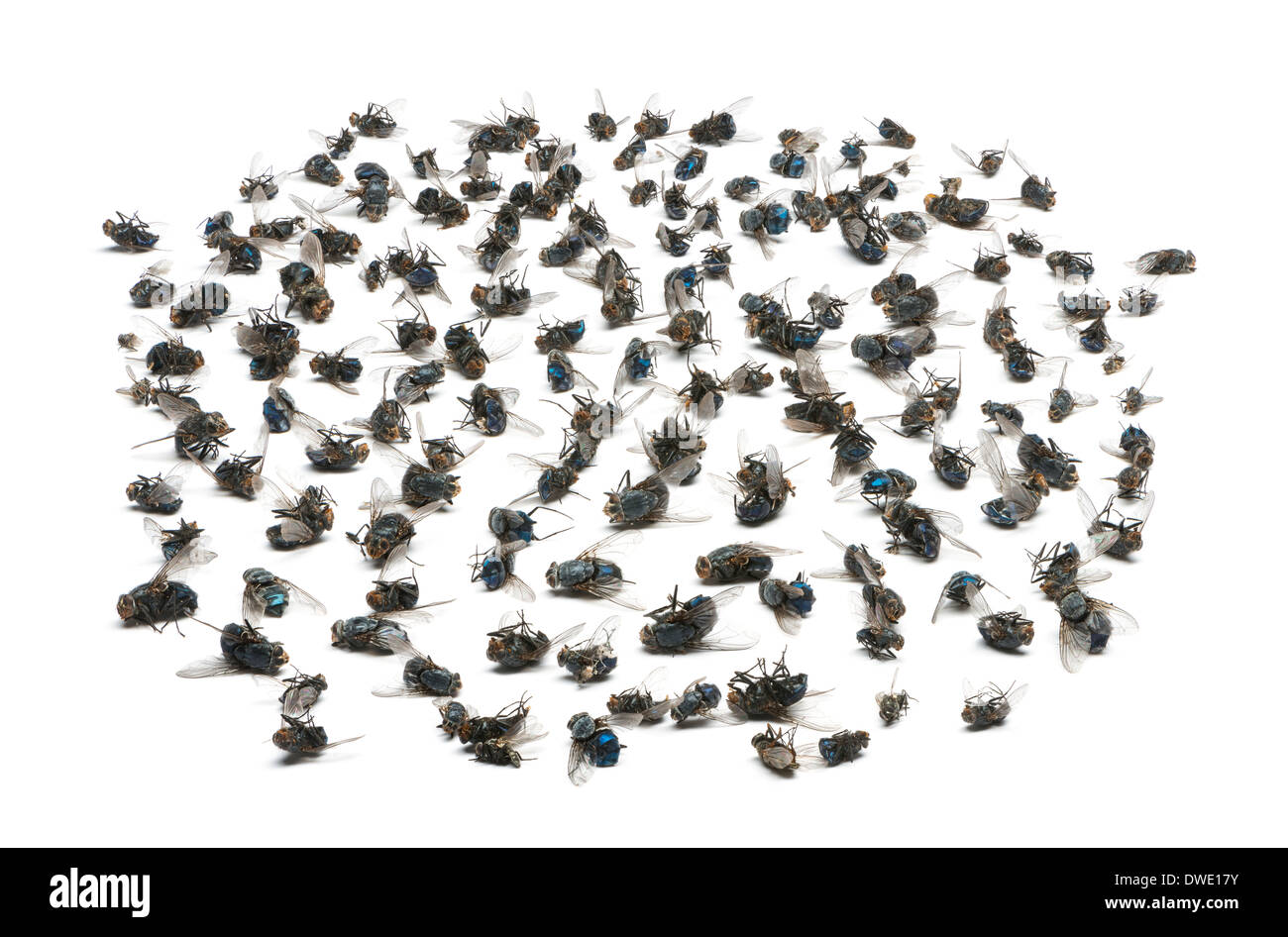 Group of dead flies in front of white background Stock Photo 67305839