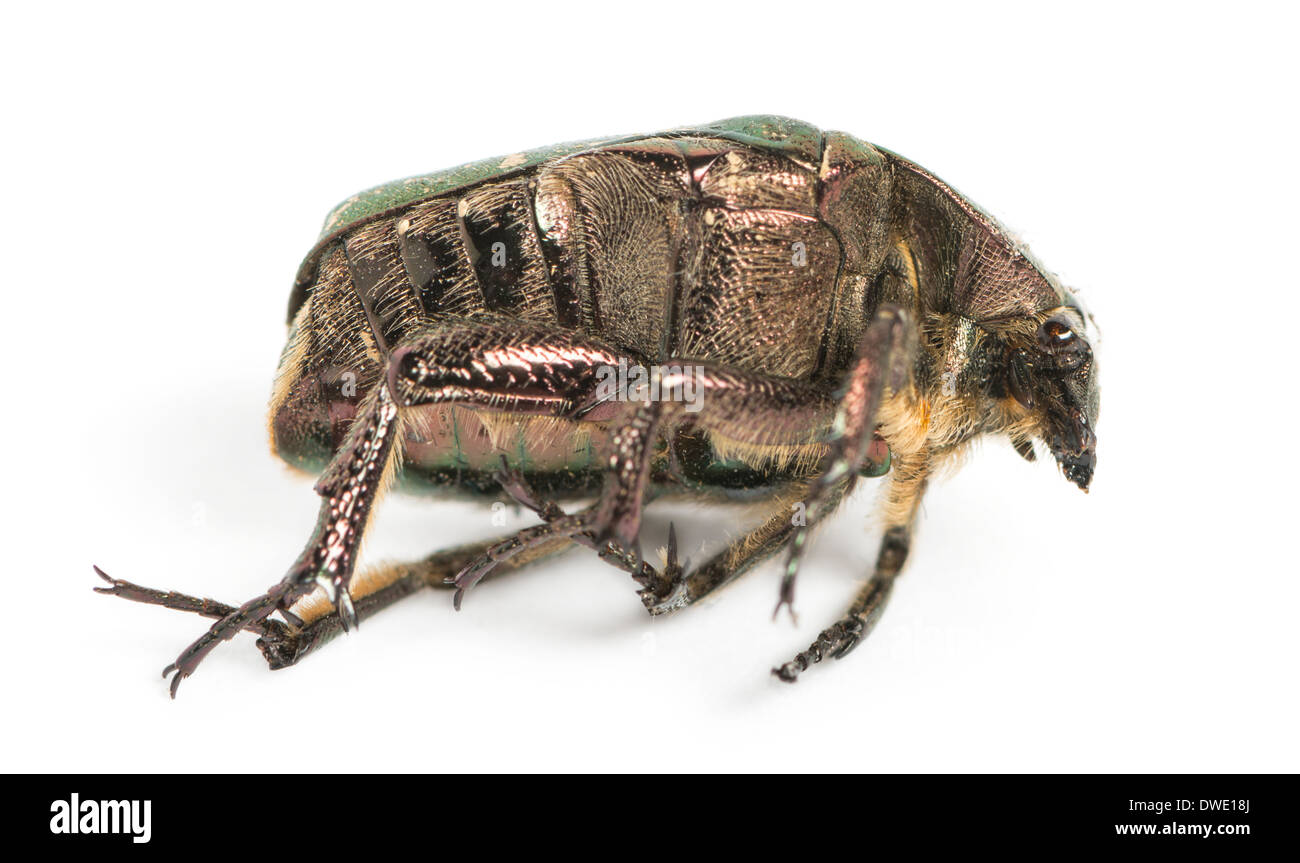 Side view of a dead Green rose chafer, Cetonia aurata, in front of white background Stock Photo