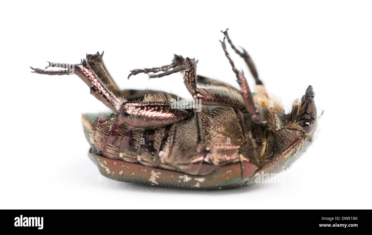 Dead Green rose chafer lying on its back, Cetonia aurata, in front of white background Stock Photo
