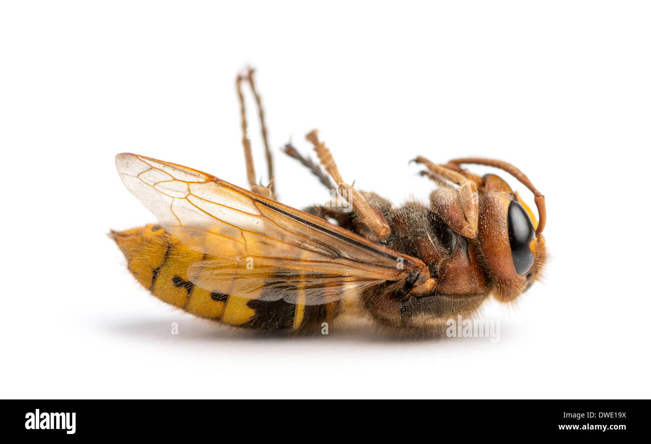 Dead Hornet lying on its back in front of white background Stock Photo