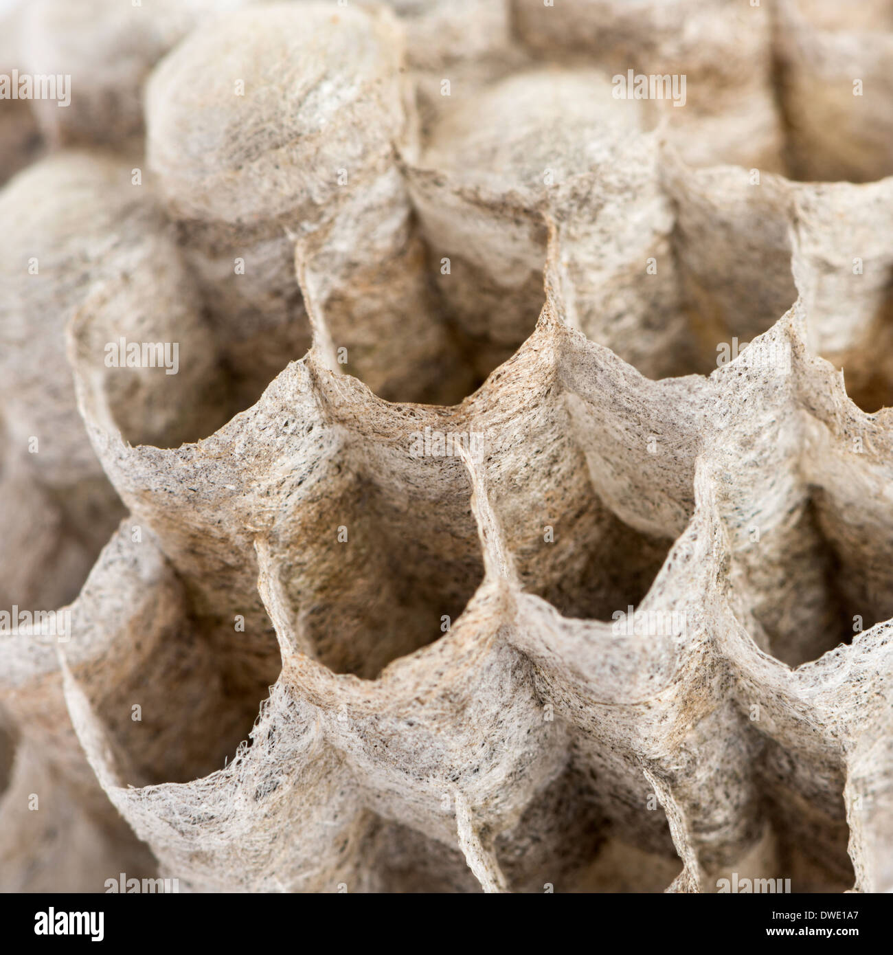 Close-up of a dry vespiary's cells Stock Photo