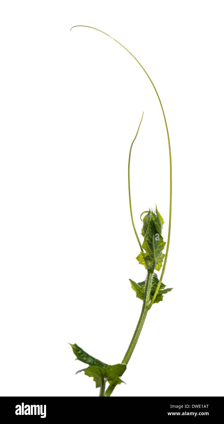 Wild plant in front of white background Stock Photo
