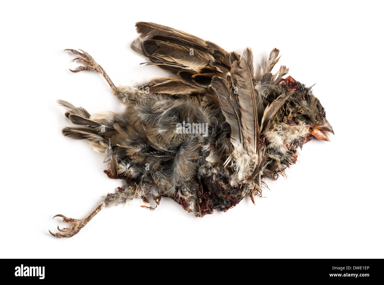Dead roadkill House Sparrow in state of decomposition, Passer domesticus, in front of white background Stock Photo