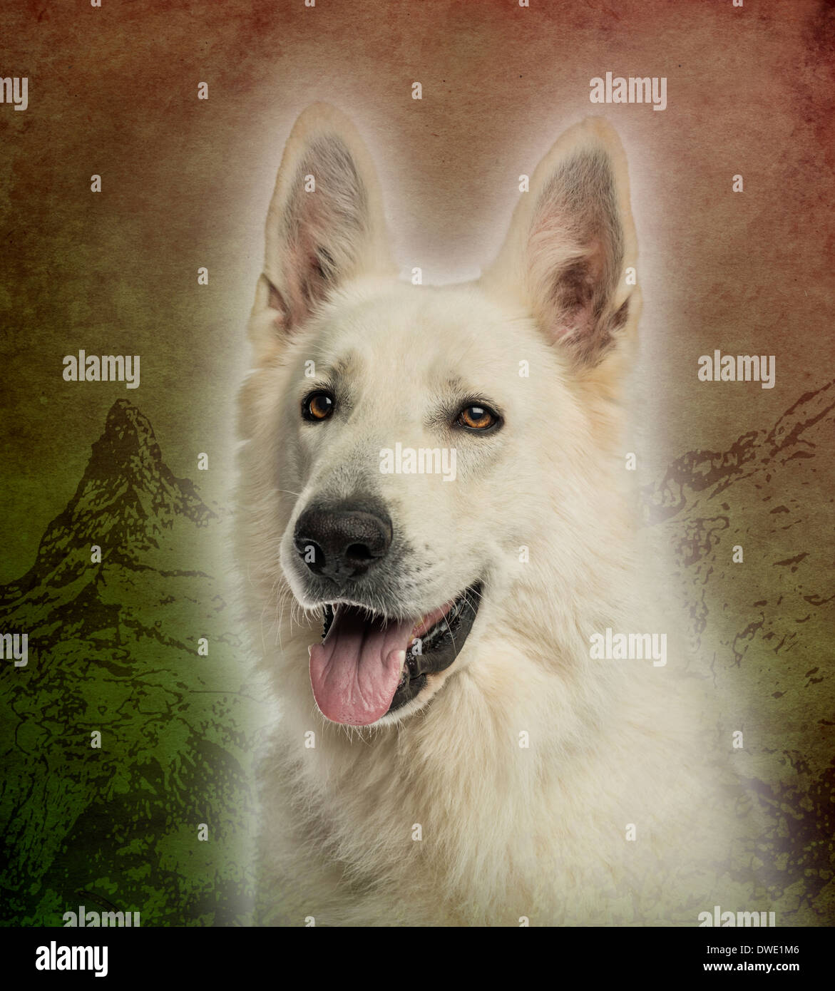 Close-up of a White Swiss Shepherd Dog panting on a vintage colored background Stock Photo
