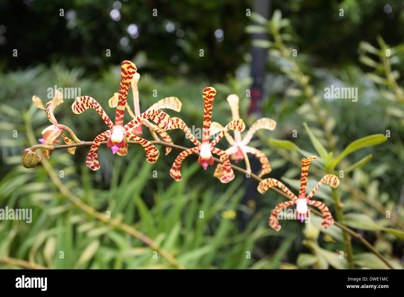 Orchids in bloom, SIngapore Stock Photo Alamy