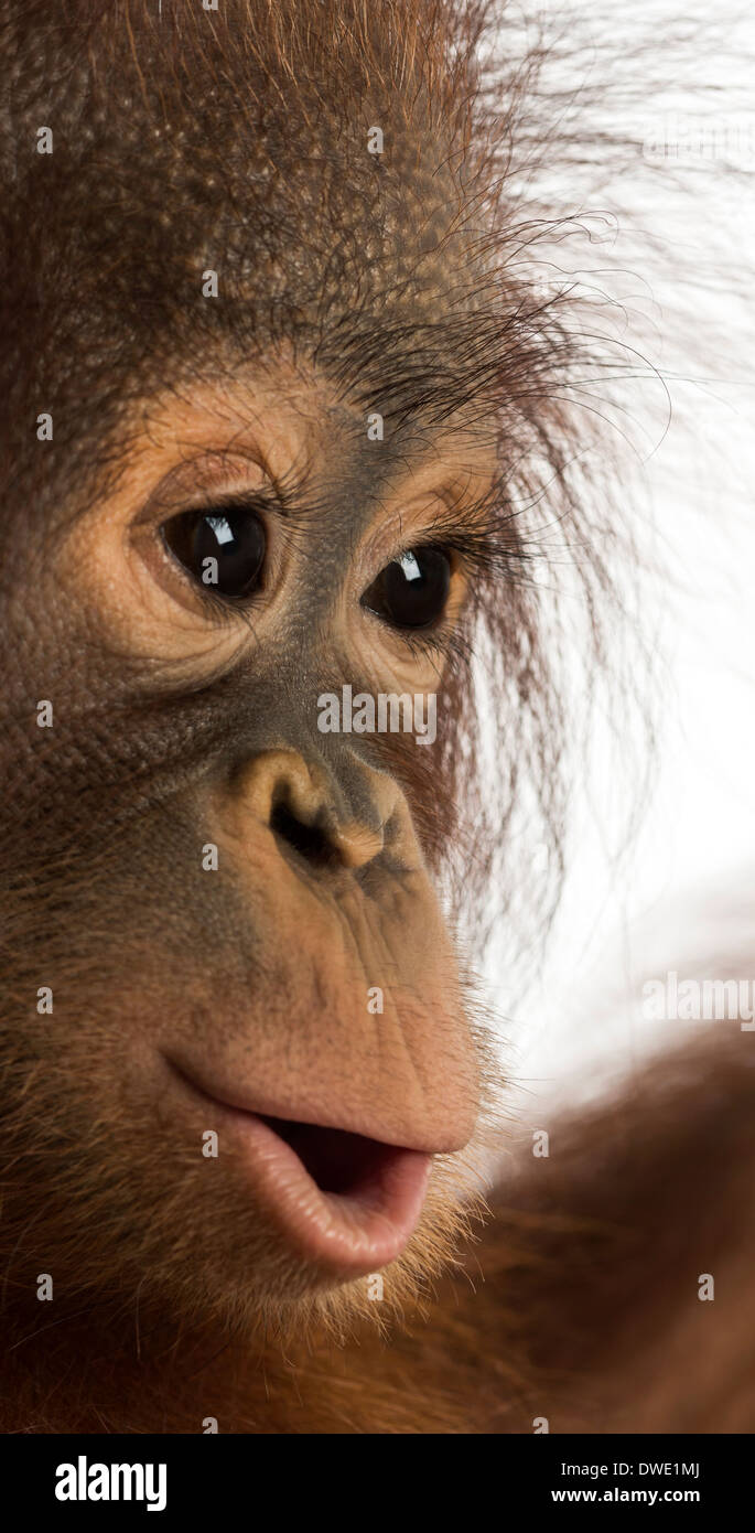 Close-up of a young Bornean orangutan, Pongo pygmaeus, 18 months old, against white background Stock Photo