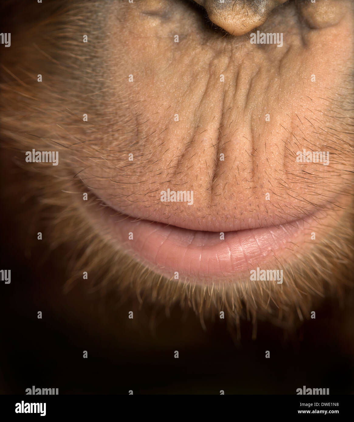Close-up of young Bornean orangutan's mouth, Pongo pygmaeus, 18 months old Stock Photo