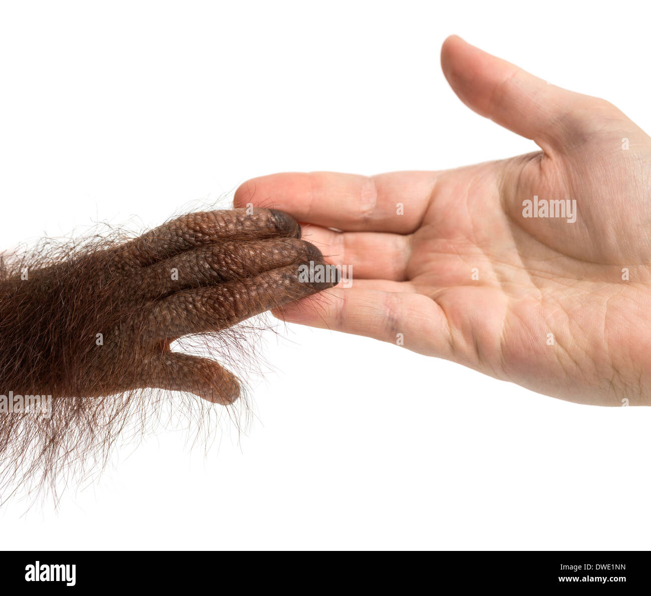 Close-up of a young Bornean orangutan's hand holding a human hand, Pongo pygmaeus, 18 months old, against white background Stock Photo