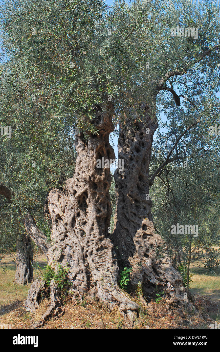Very old olive tree Stock Photo Alamy