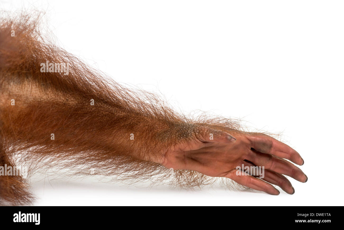 Hairy arm hi-res stock photography and images - Alamy