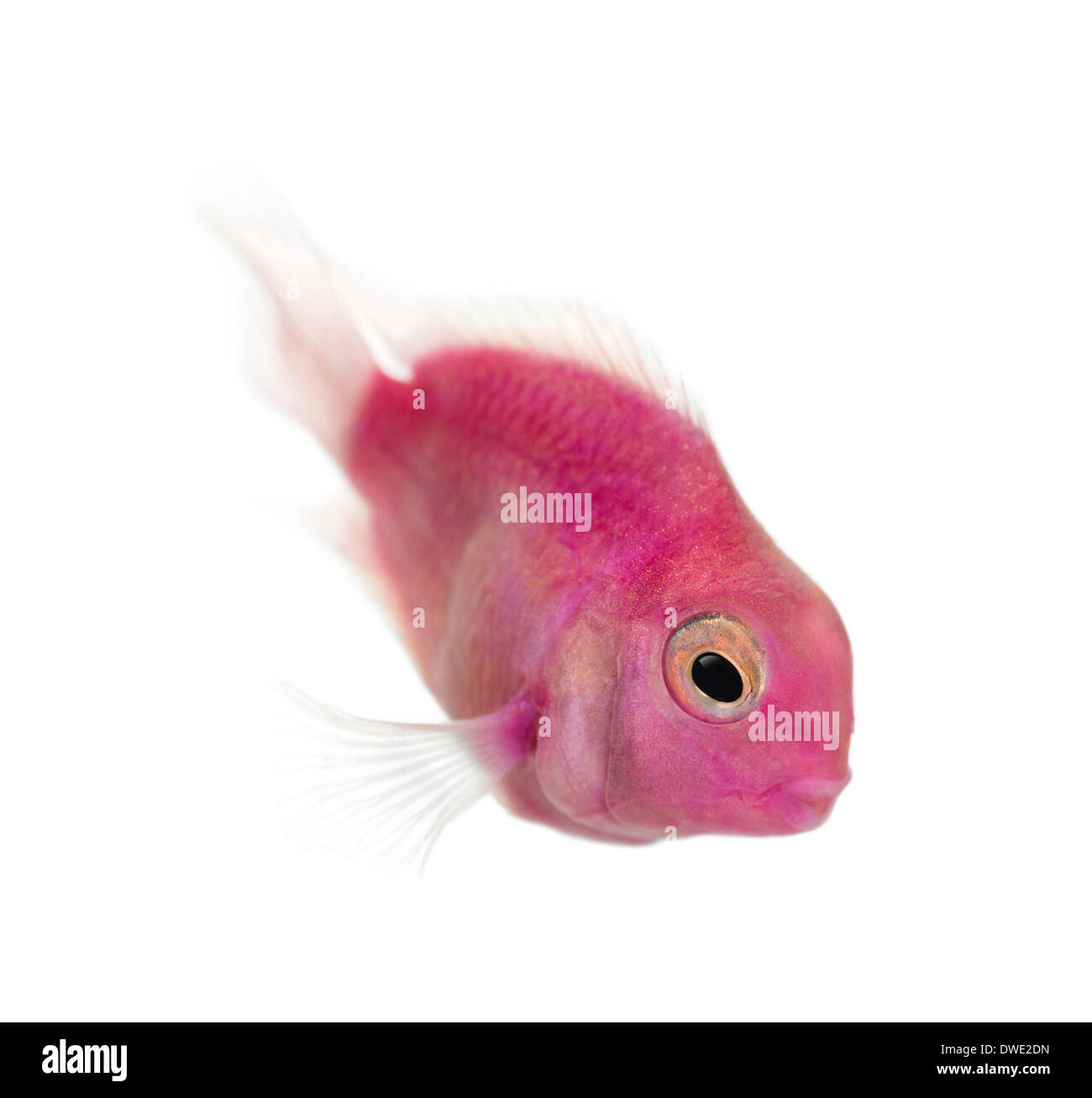 Side view of a pink freshwater fish swimming against white background Stock Photo
