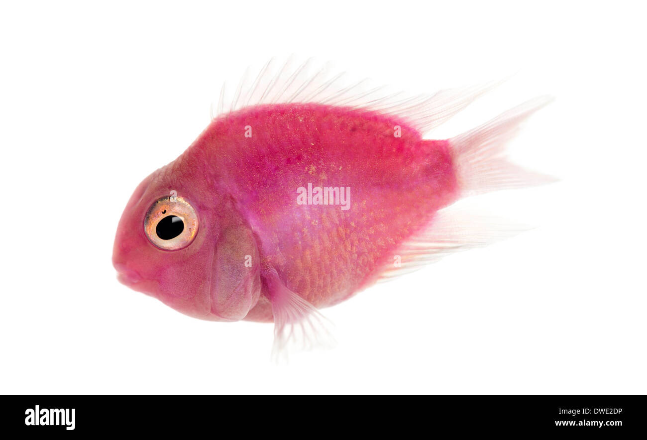 Side view of a pink freshwater fish swimming against white background Stock Photo