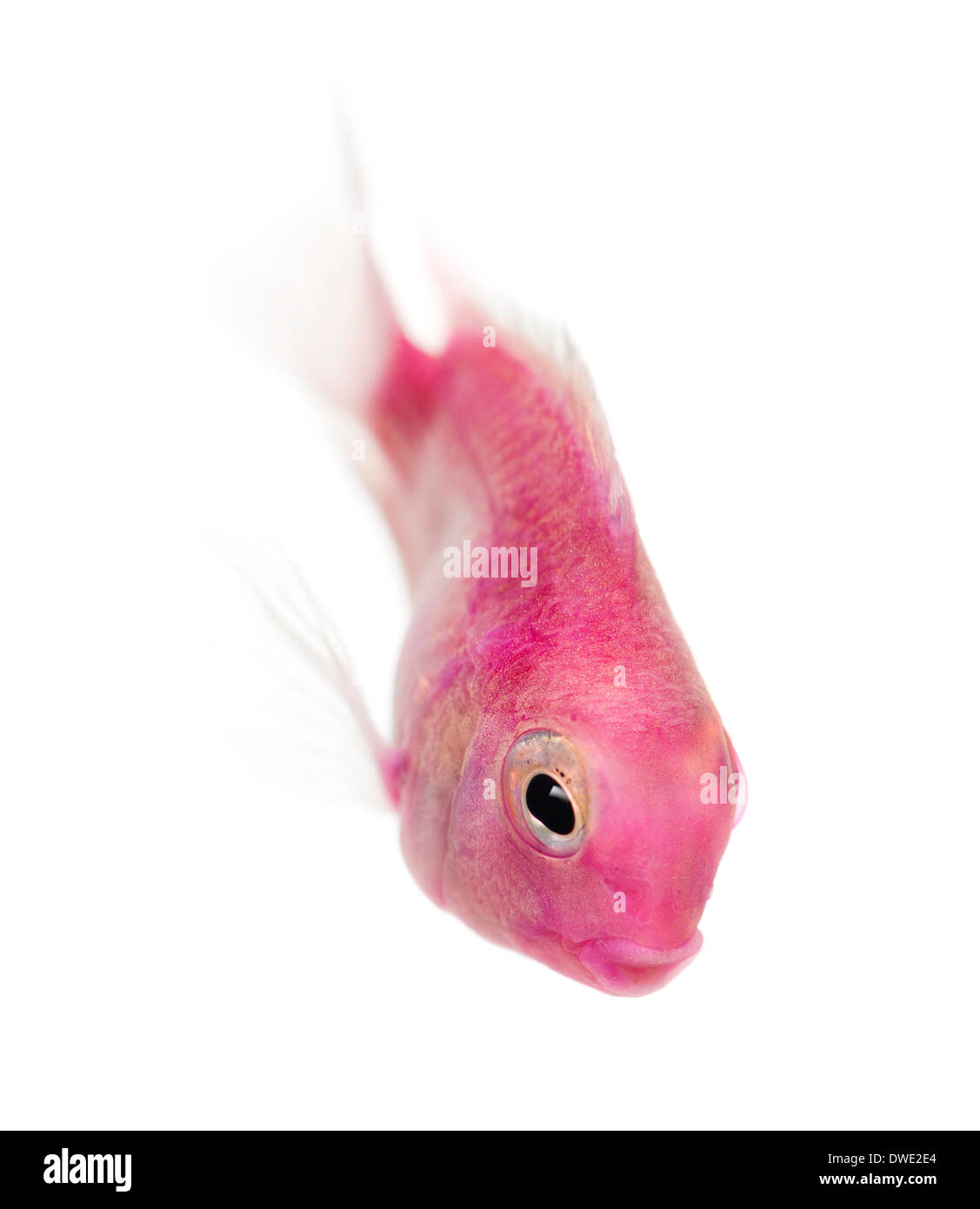 Pink fresh water fish swimming down, isolated on white Stock Photo