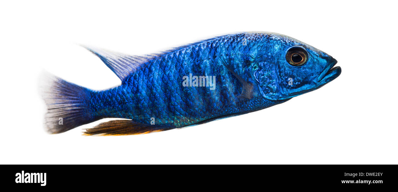 Side view of an Electric Blue Hap, Sciaenochromis ahli, against white background Stock Photo
