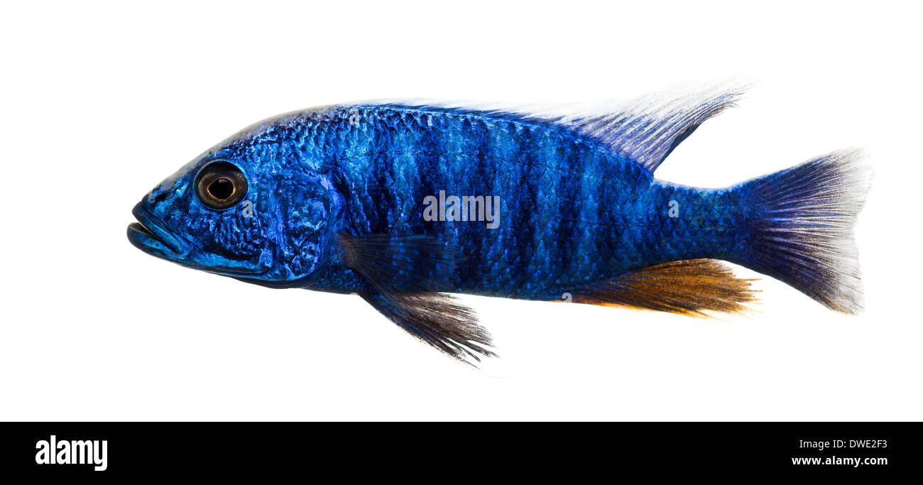 Side view of an Electric Blue Hap, Sciaenochromis ahli, against white background Stock Photo