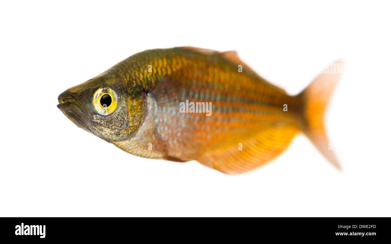 Eastern Rainbowfish, Melanotaenia splendida splendida, against white background Stock Photo