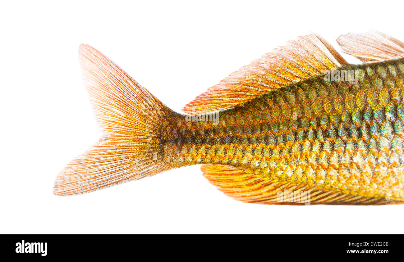 Close-up of an Eastern Rainbowfish's caudal fin, Melanotaenia splendida splendida, against white background Stock Photo