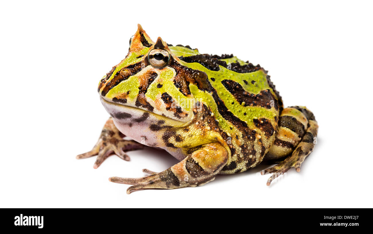 Argentine Horned Frog, Ceratophrys ornata, against white background