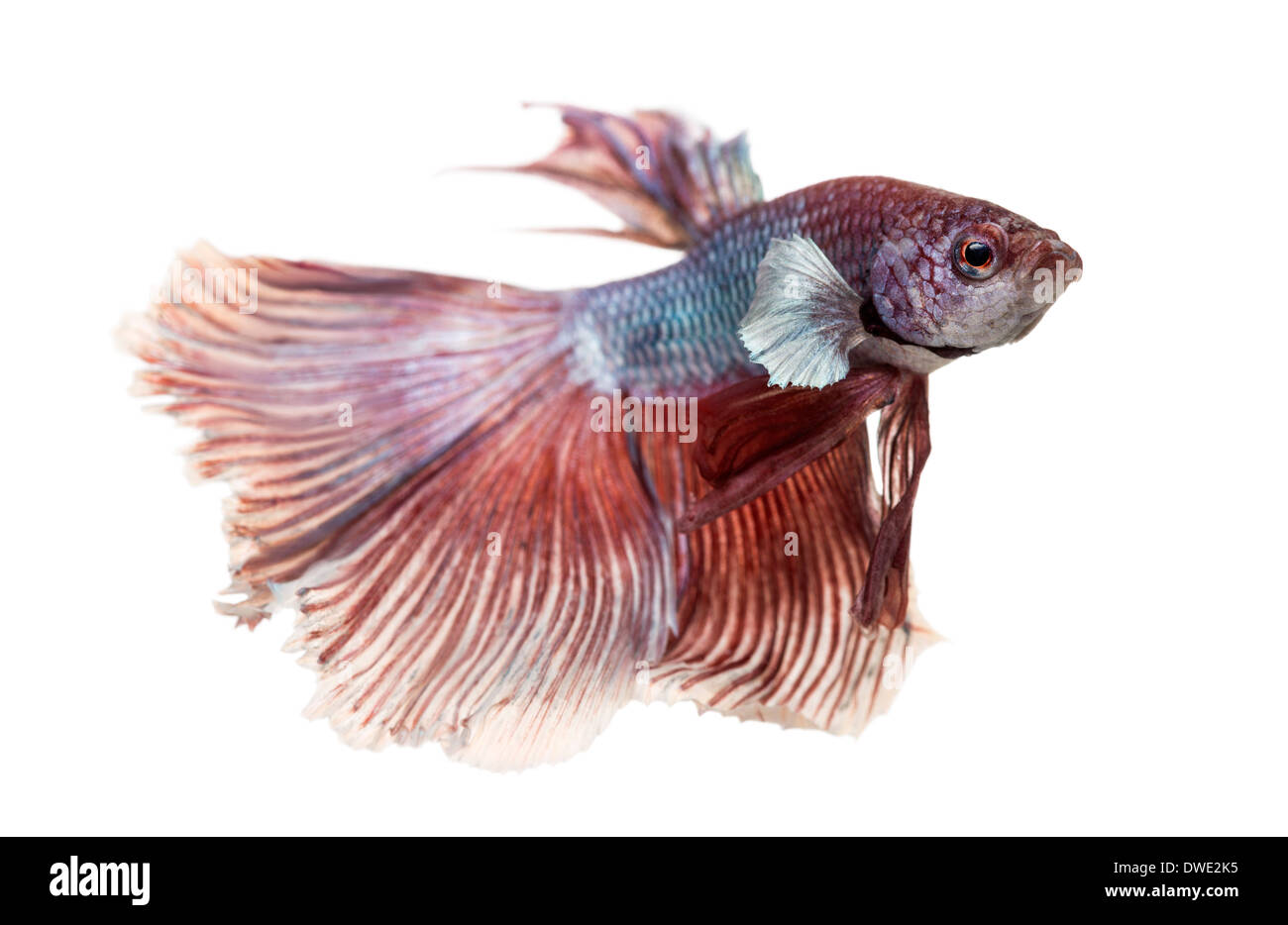 Side view of a Siamese fighting fish, Betta splendens, against white background Stock Photo