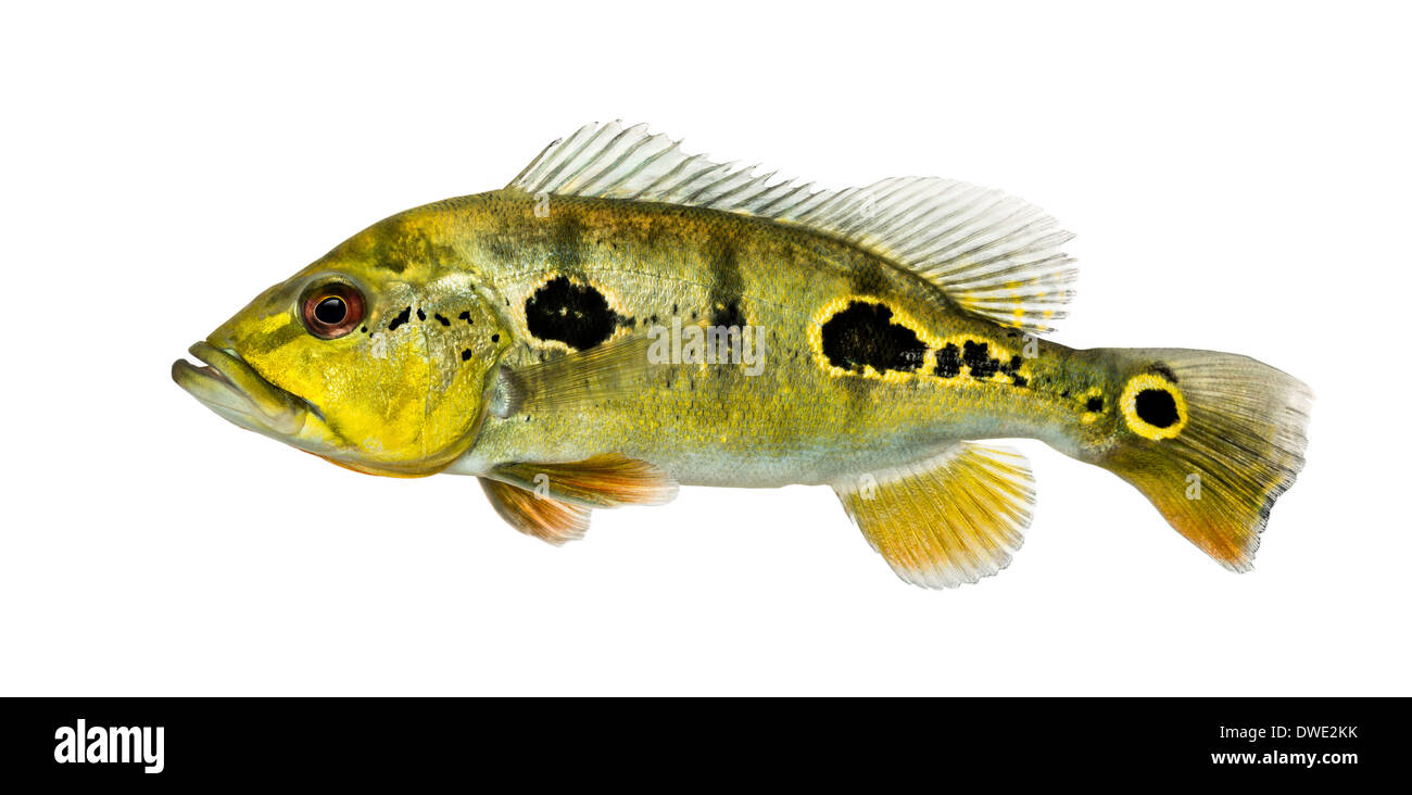 Side view of a fresh water aquarium fish, against white background Stock Photo